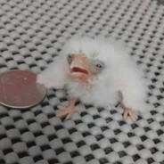 look at this bird bruh