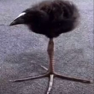 Dom