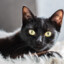 Bigga Cat