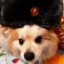Полковник Семи