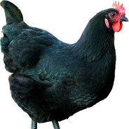 tzbtixu6