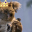 King Koala