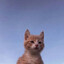 Кошей