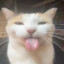 PhatPhatSillyCat