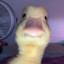 Duck_gamer2024