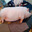 piggy pork gogo