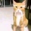 iby