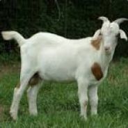 GnarlyGoat