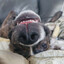 Soupdog