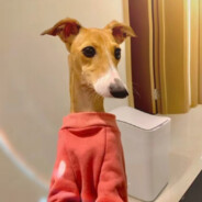 向日葵偷了梵高