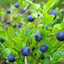 blueberry farmer