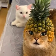 菠萝咪i