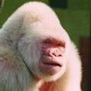 Whit3gorilla2