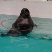 пирожок с ничем