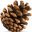 Pine Cone