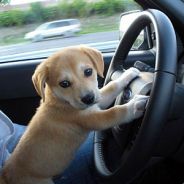YouDriveLikeMyDog