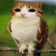 MEOWL