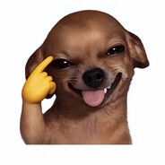CHIHUAHUA_SORRIDENTI
