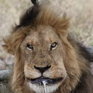 Пися нежный