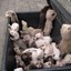 a box of ferrets