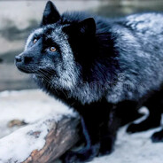 [N.A.S]Blackfox skins