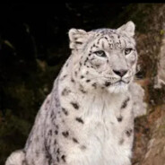 无所谓我会出手