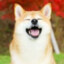 Shiba