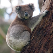 KoalaBoi