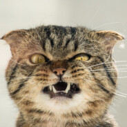 tds - steam id 76561197984159375