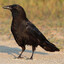 Crow