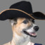 Cowboy Dog