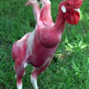 nakedrooster