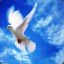 dove of peace