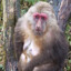 Tibetan macaque