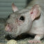 rat