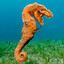 rex