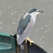 阴湿水鸟虎视眈眈