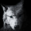 Wolf&#039;S