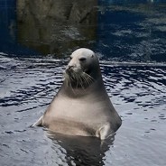 SmellySeal