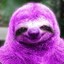 the purple sloth