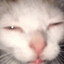 Chat im cooked