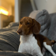 Big BEAGLE