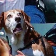 抡木鱼敲你脑阔ヽ(°▽°