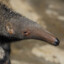Avatar of The Anteater