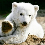Knut