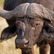 Cape Buffalo