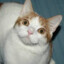 Goose