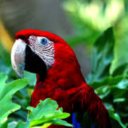 naninin kolesi Sviziqq