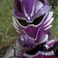 Purple Ranger