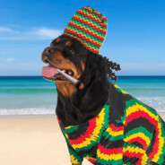 Jamaican Dog Steam avatar